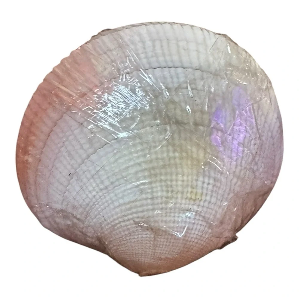 VINTAGE Clam Shell HORS D'OEUVRES CHEESE Food TOOTHPICKS w SEASHELL TIPS NEW